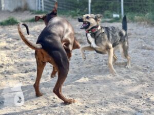 Hutamix-25-04-w14-047