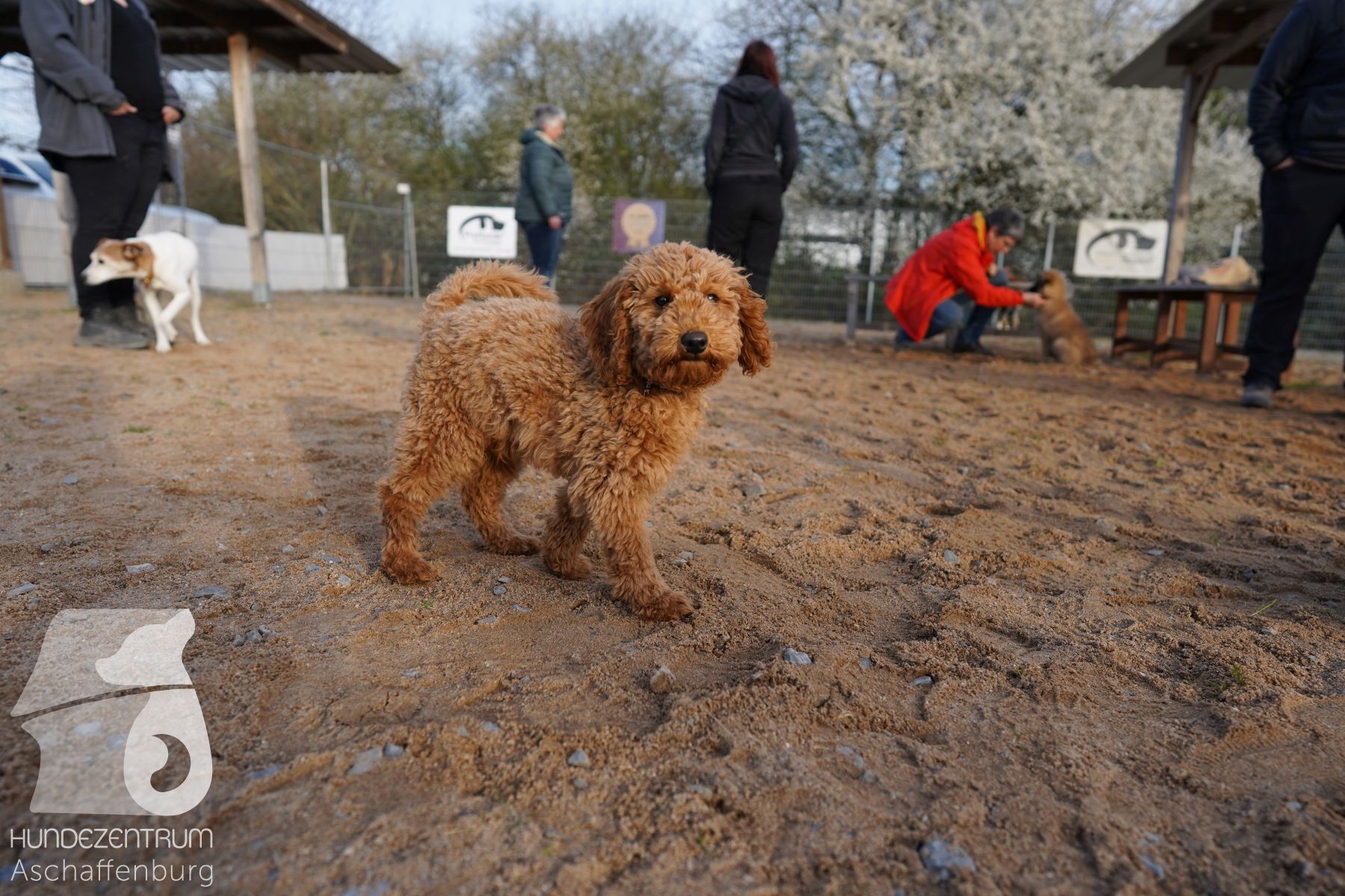 Welpenspiel-25-03-023