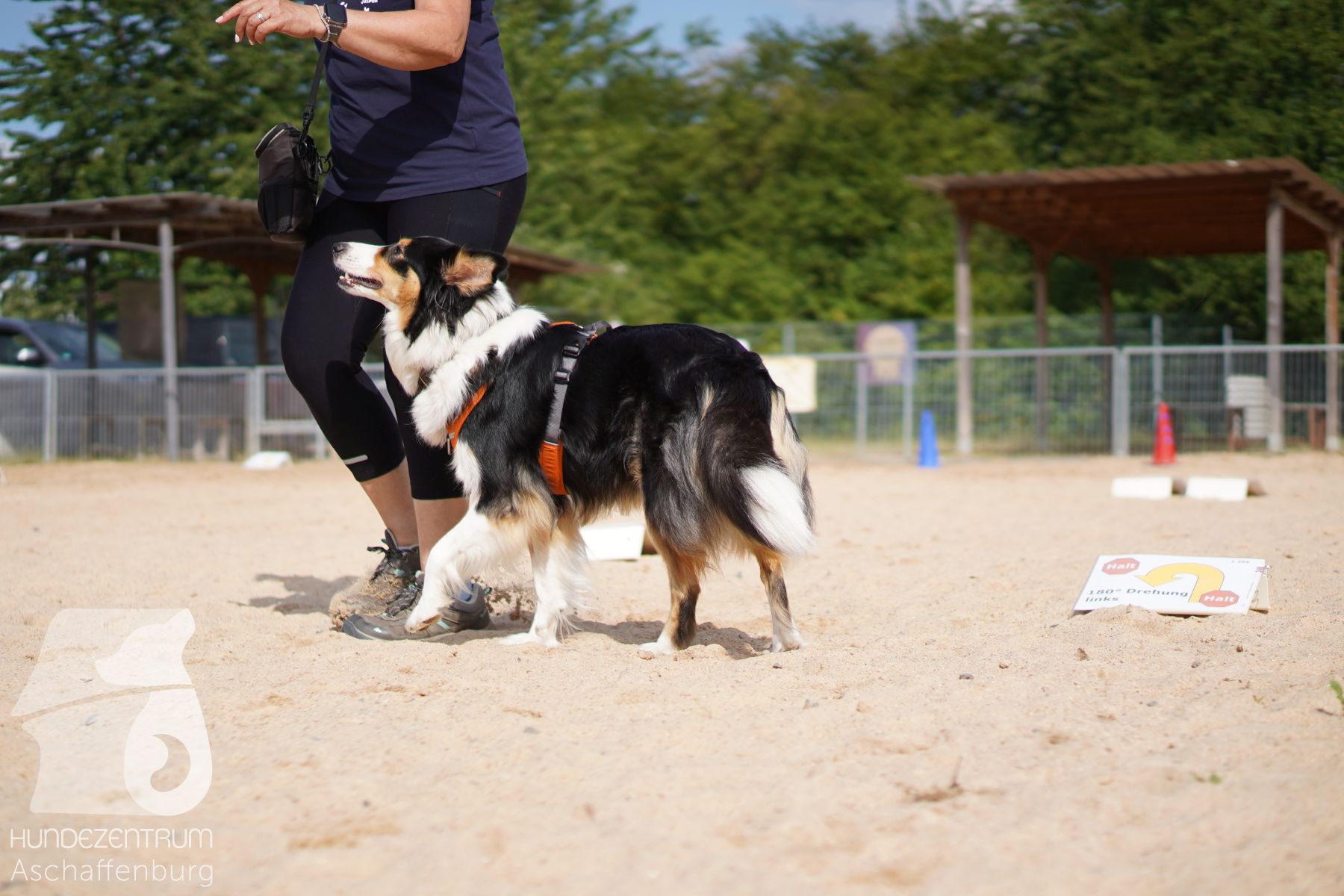 Rally-Obedience-25-06-16-036