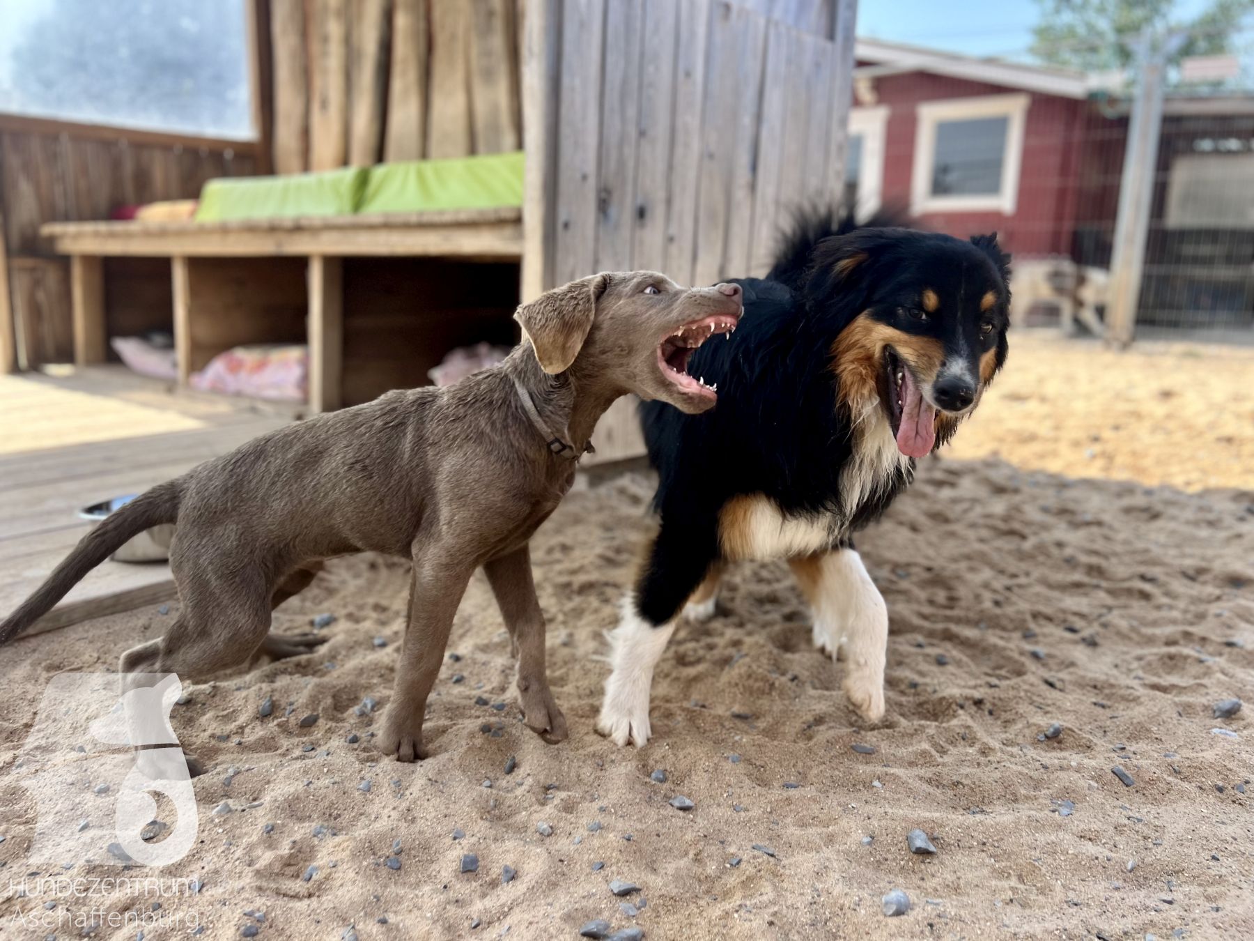 Rally-Obedience-25-07-w01-003