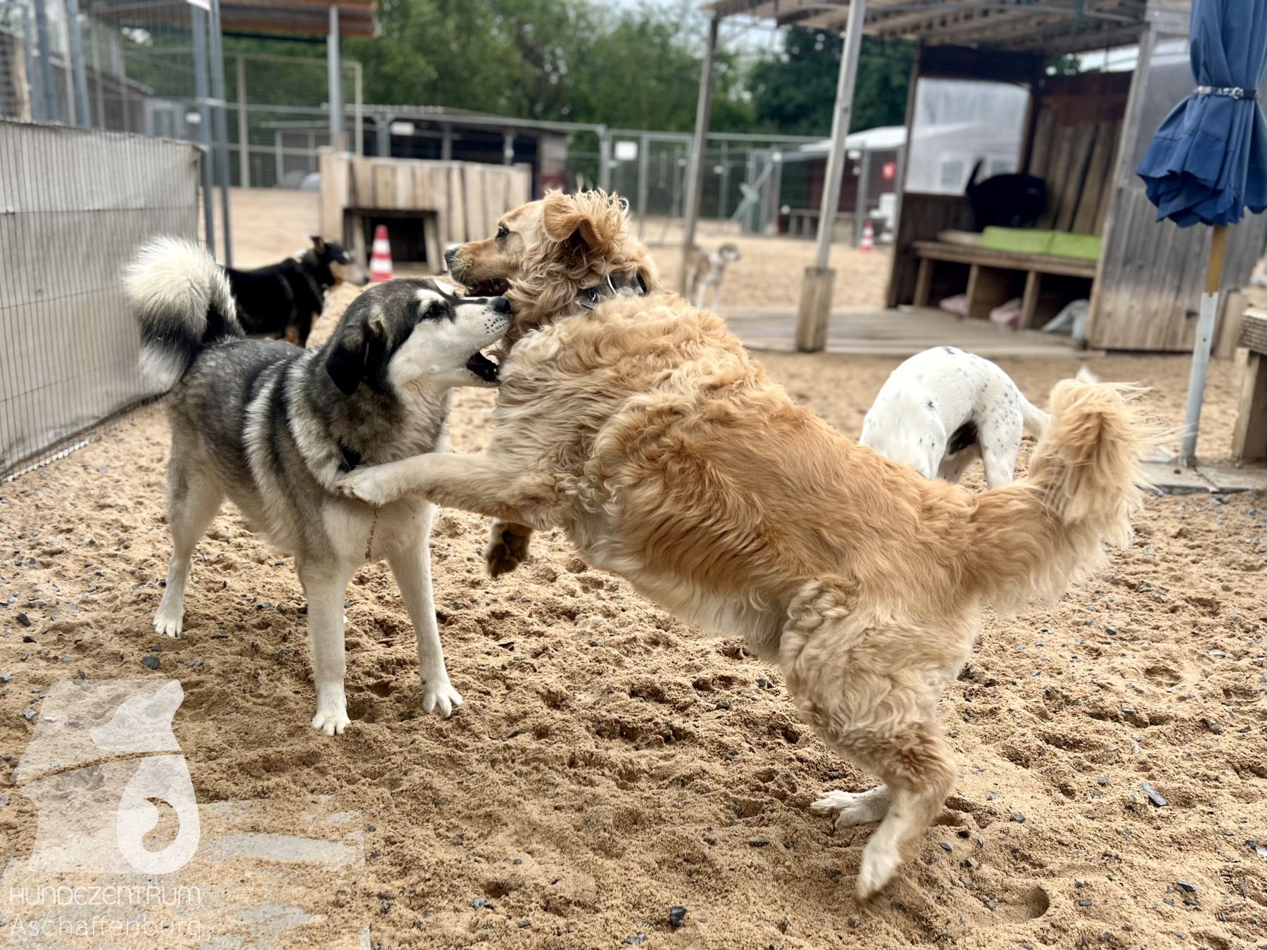 Rally-Obedience-25-07-w01-008