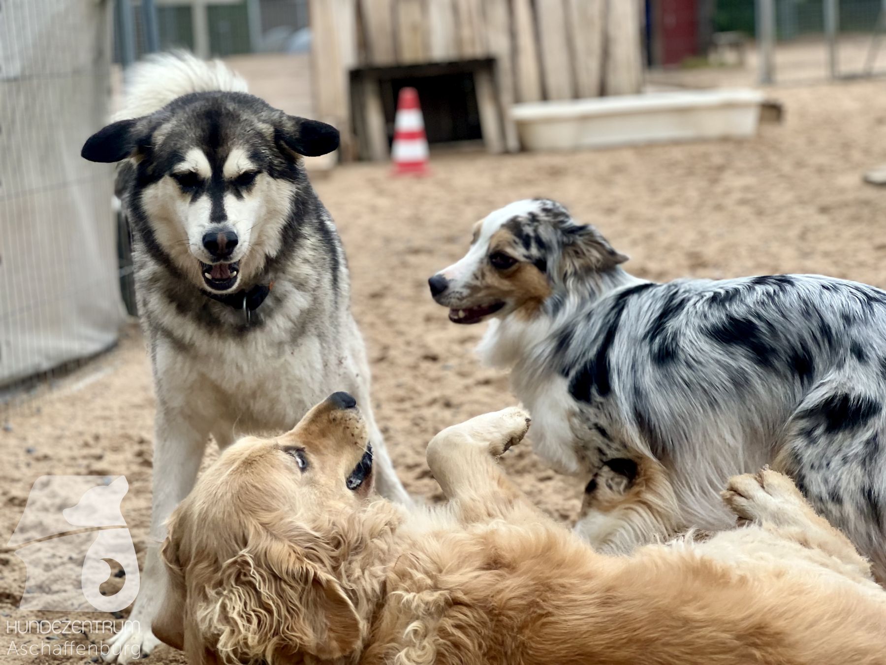 Rally-Obedience-25-07-w01-010