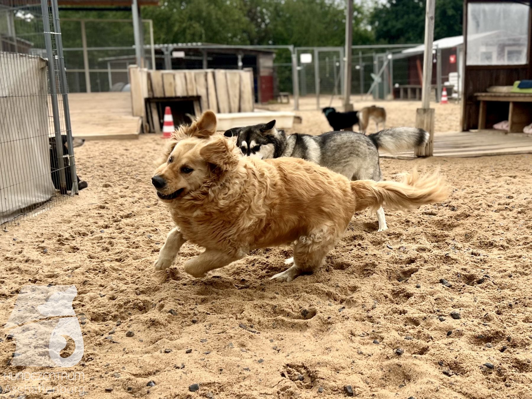 Rally-Obedience-25-07-w01-011