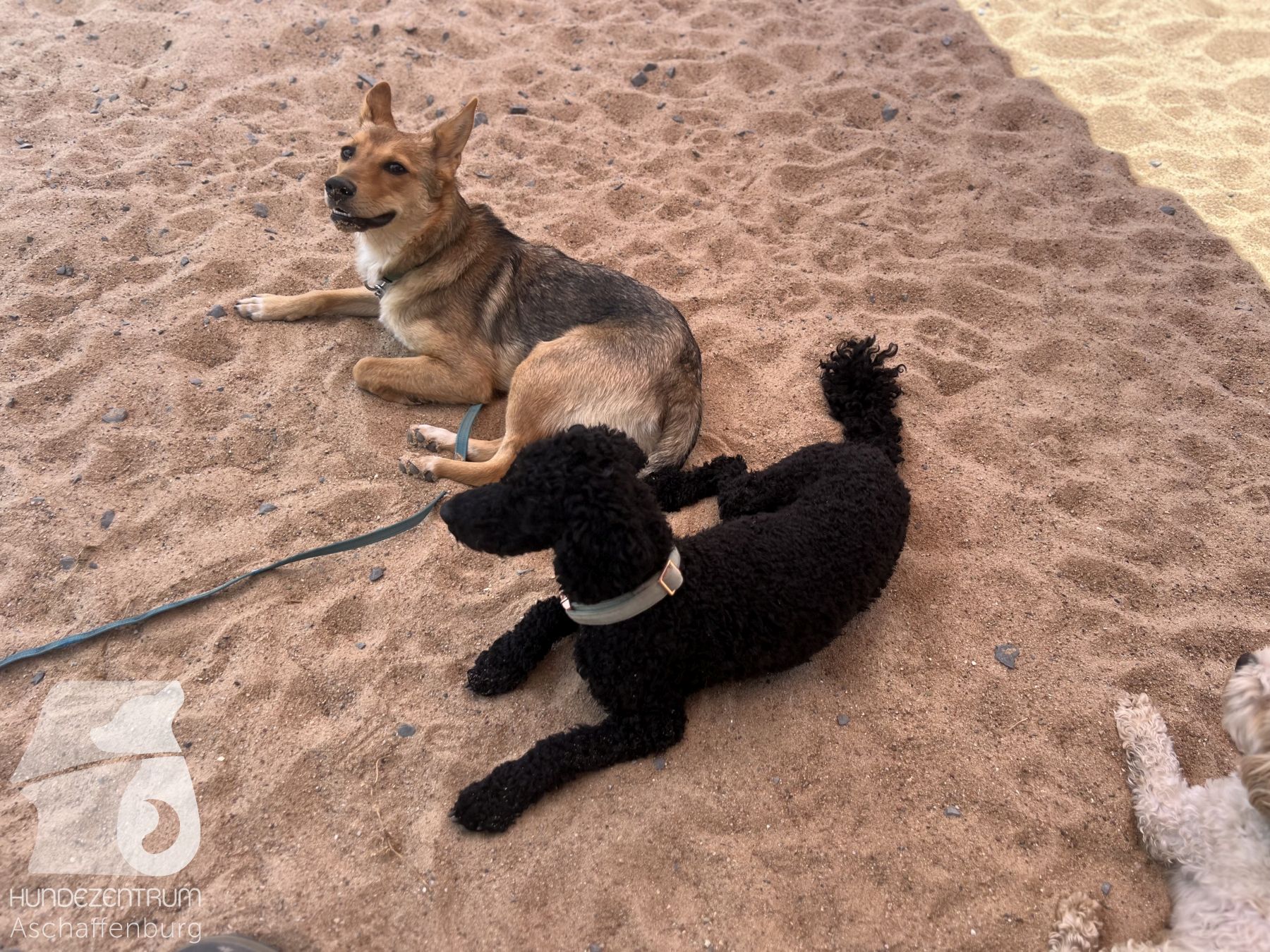Rally-Obedience-25-07-w01-014