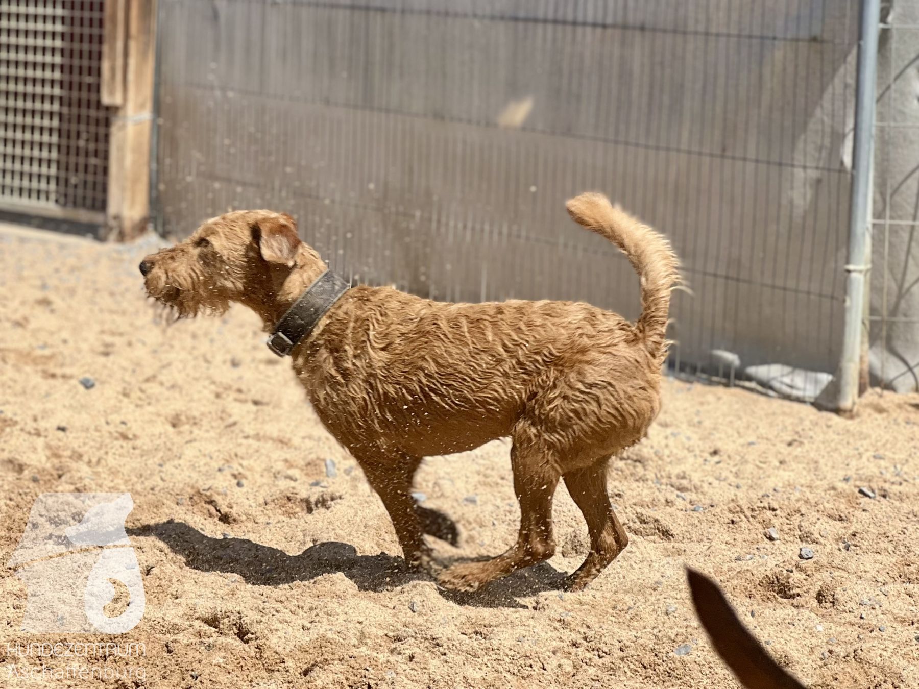 Rally-Obedience-25-07-w01-015