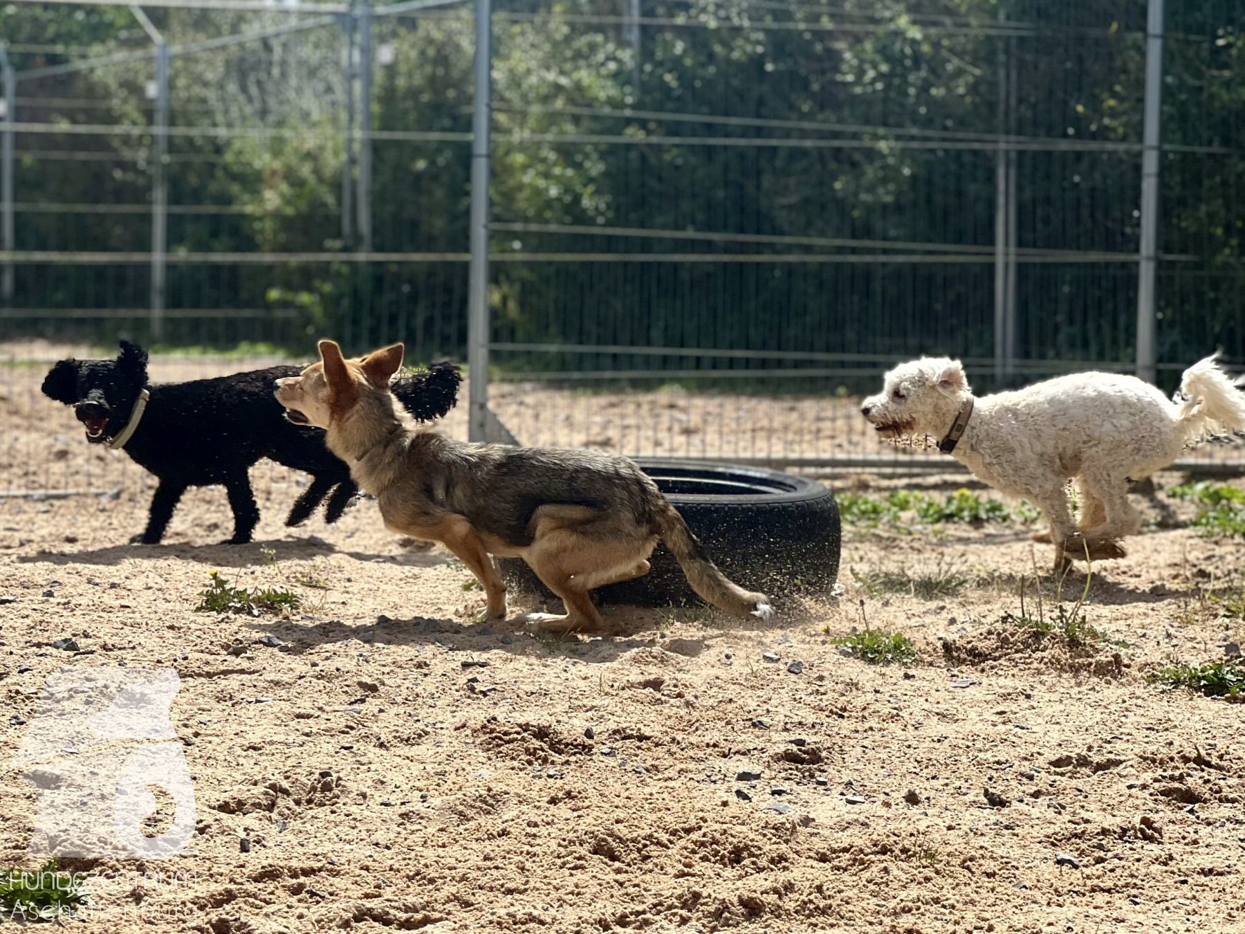 Rally-Obedience-25-07-w21-013
