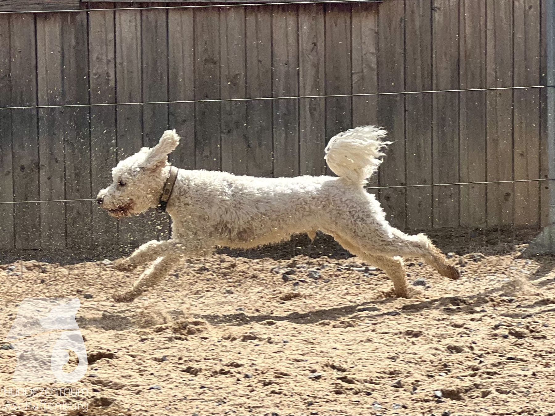 Rally-Obedience-25-07-w21-014