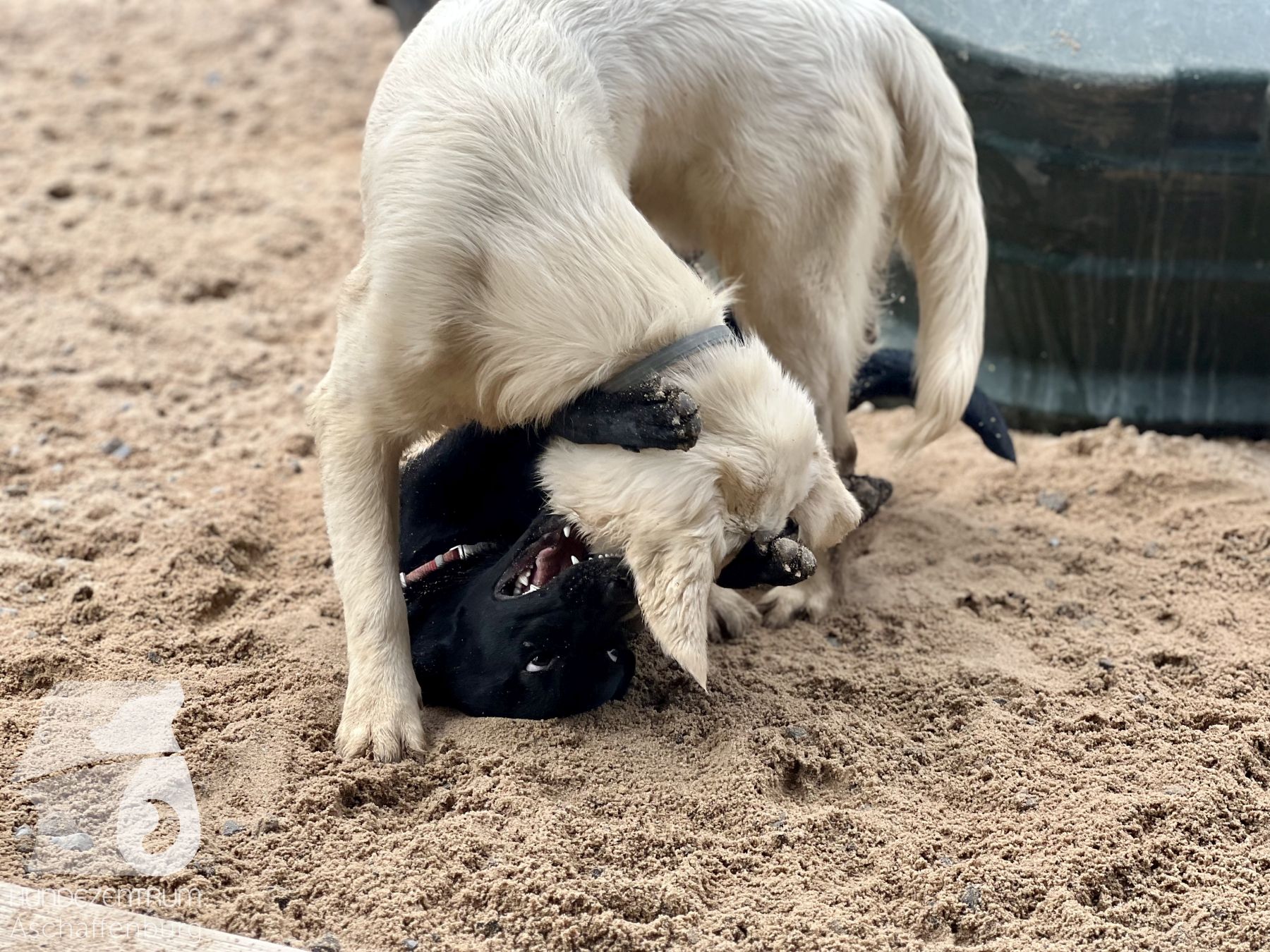Rally-Obedience-25-07-w21-015