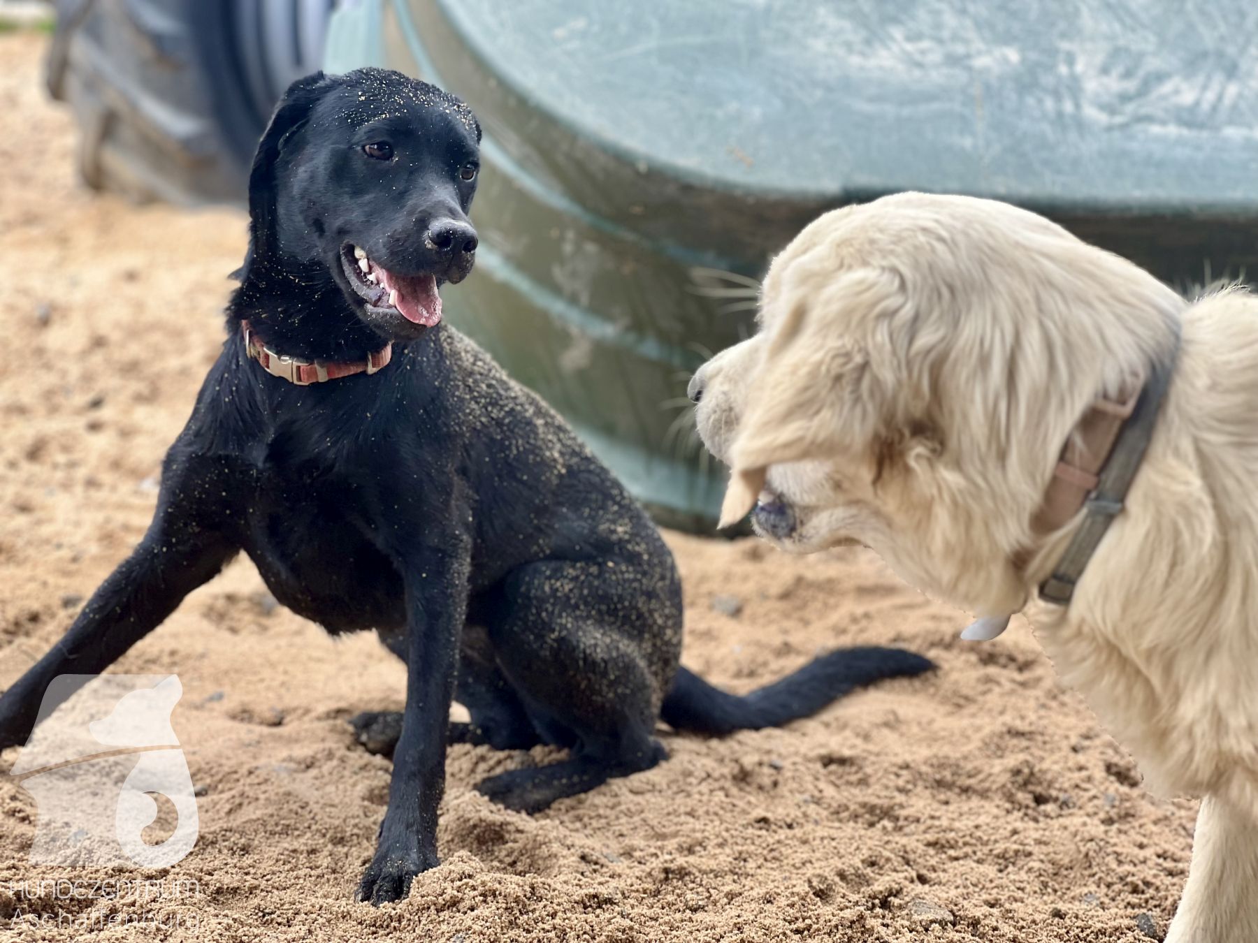Rally-Obedience-25-07-w21-016