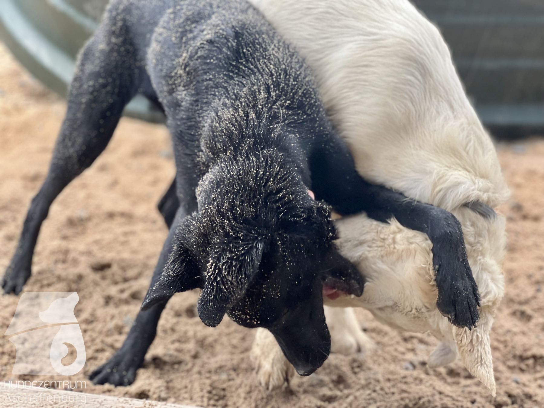 Rally-Obedience-25-07-w21-017