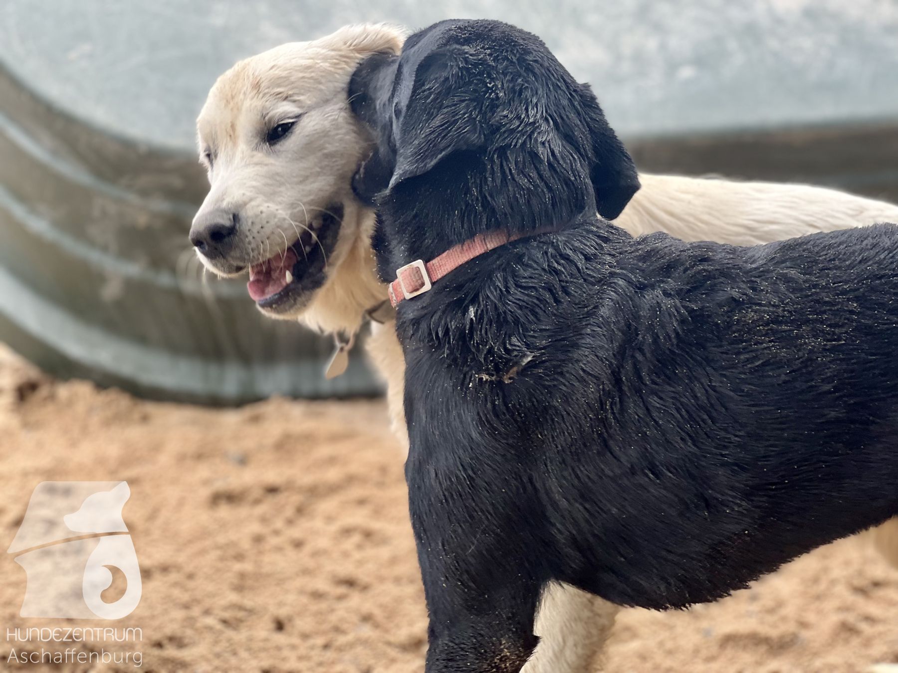 Rally-Obedience-25-07-w21-018