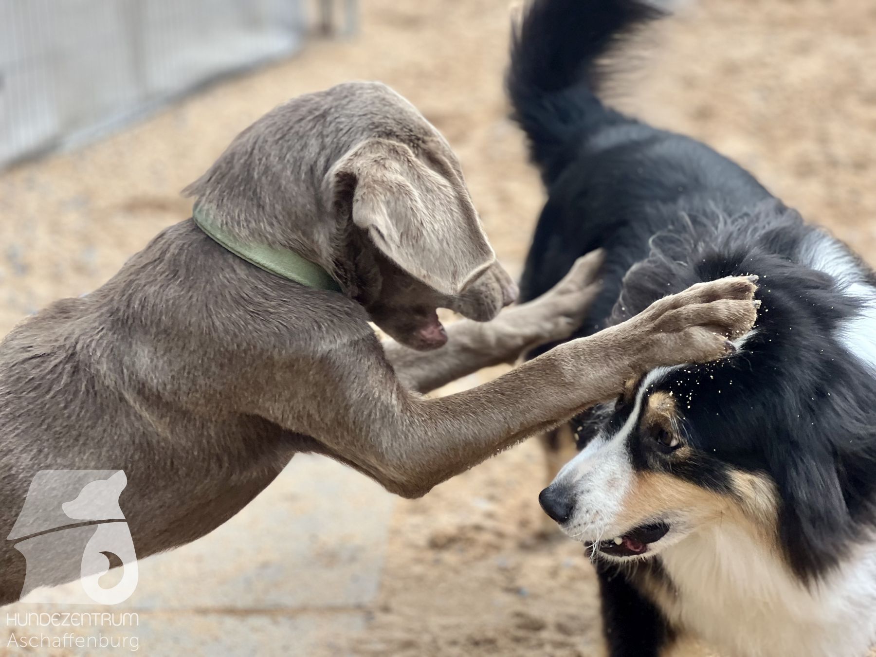 Rally-Obedience-25-07-w21-019