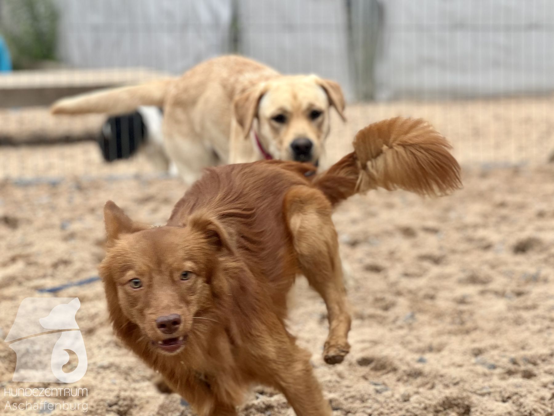 Rally-Obedience-25-07-w21-022