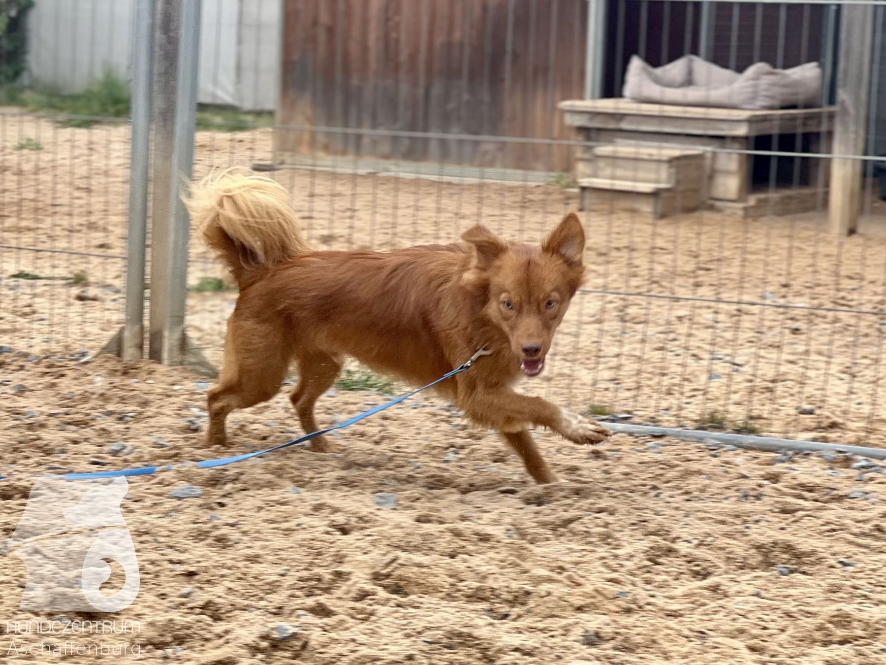 Rally-Obedience-25-07-w21-023