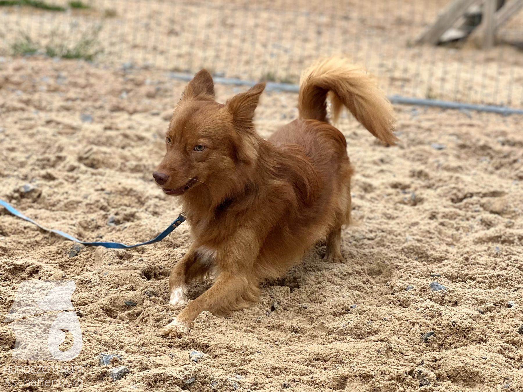 Rally-Obedience-25-07-w21-024