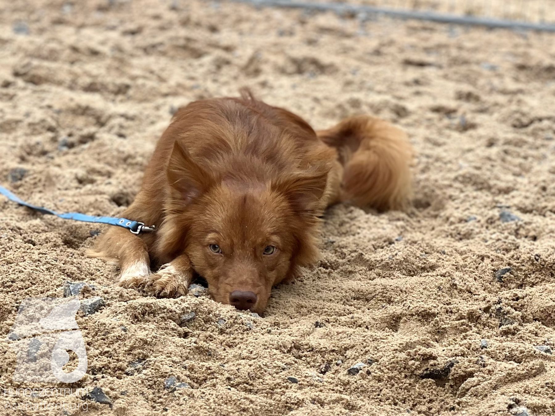 Rally-Obedience-25-07-w21-025