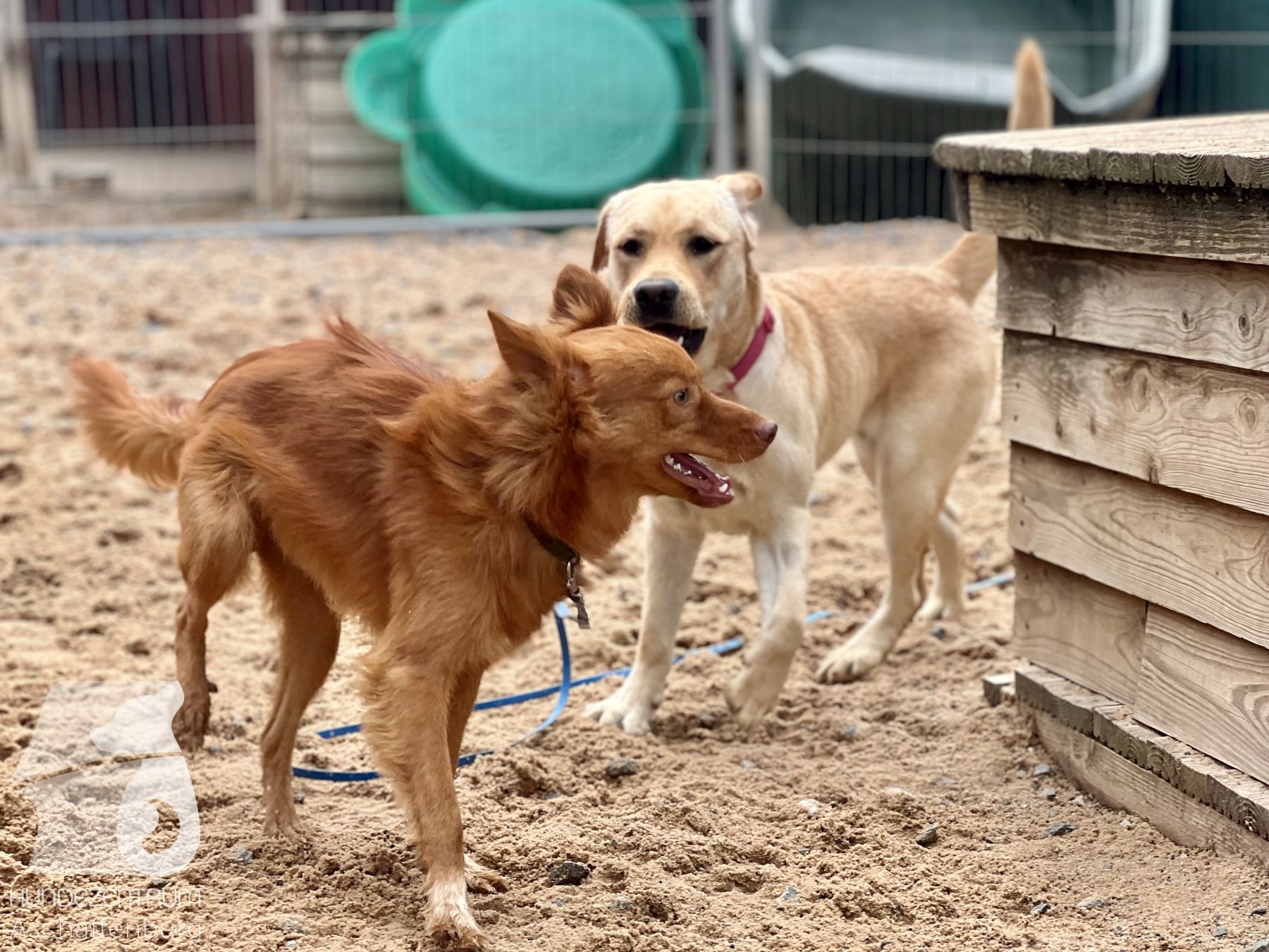 Rally-Obedience-25-07-w21-026