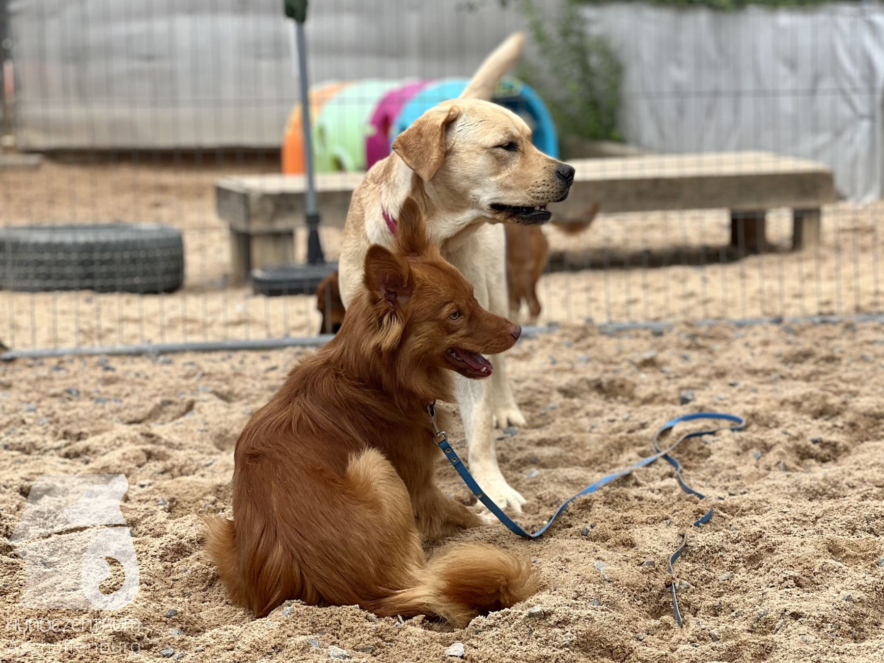 Rally-Obedience-25-07-w21-027