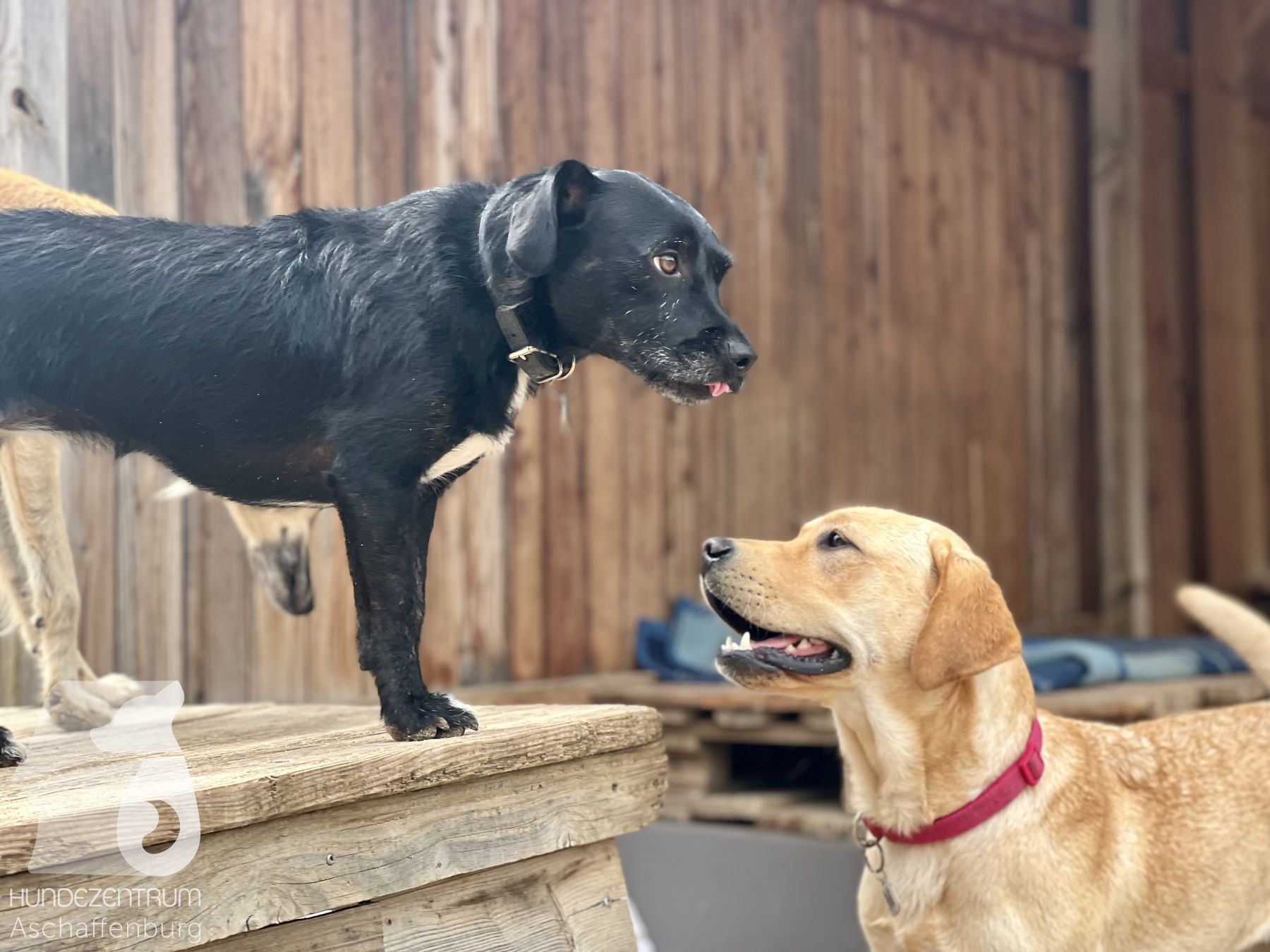 Rally-Obedience-25-07-w21-029