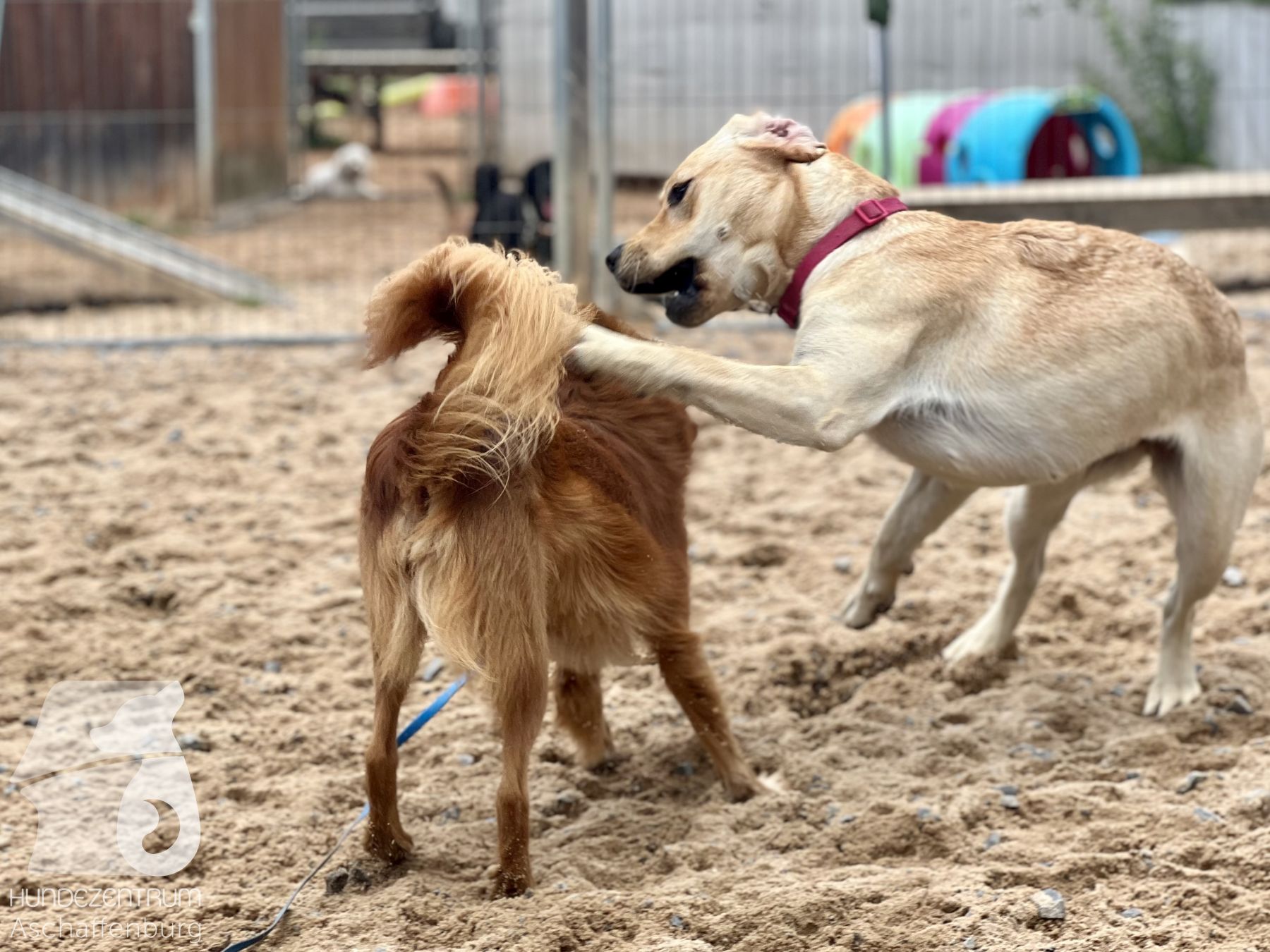 Rally-Obedience-25-07-w21-031