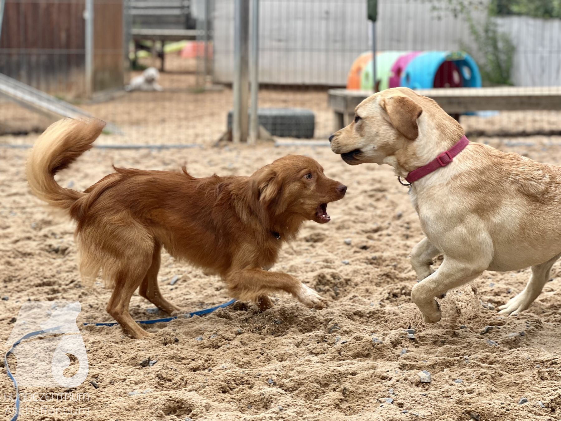 Rally-Obedience-25-07-w21-032