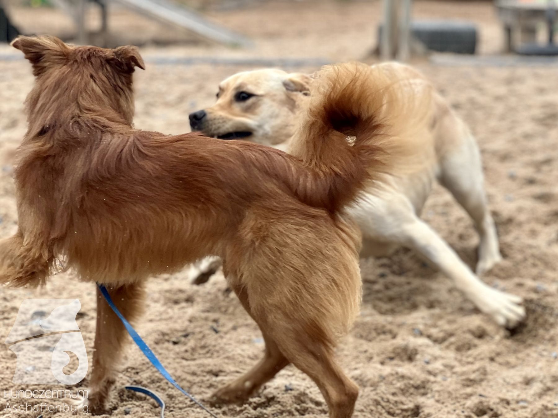 Rally-Obedience-25-07-w21-033