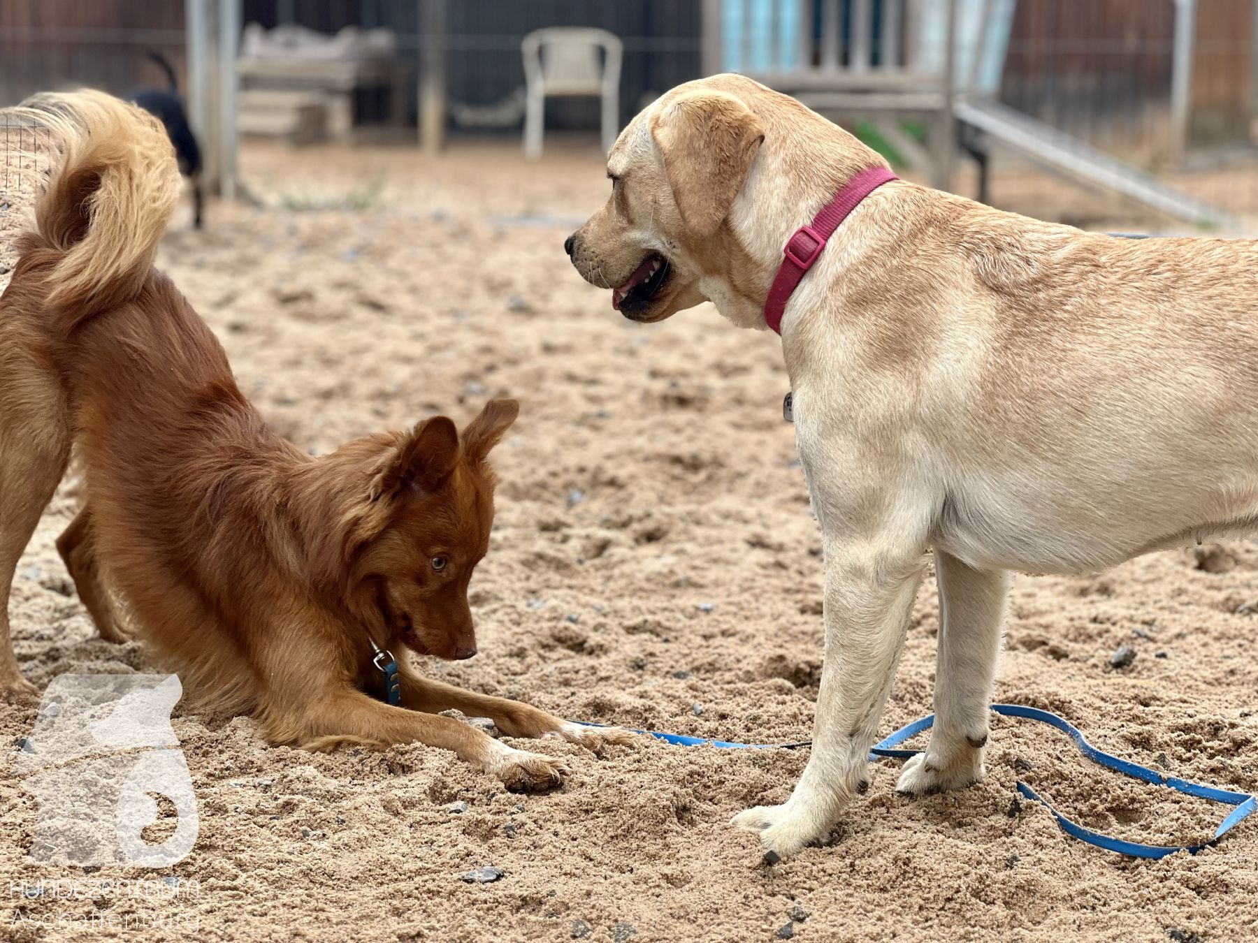 Rally-Obedience-25-07-w21-034