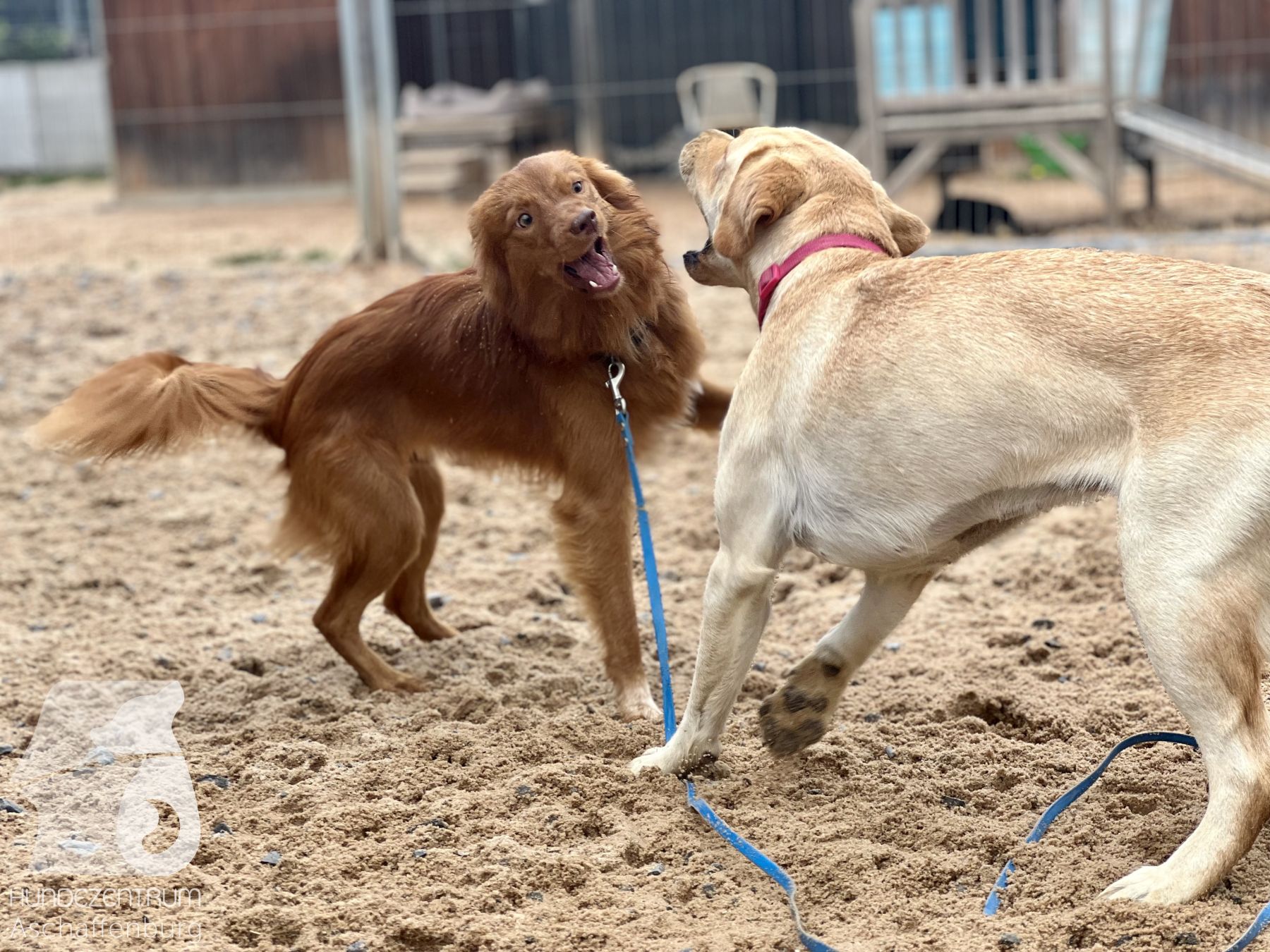 Rally-Obedience-25-07-w21-035