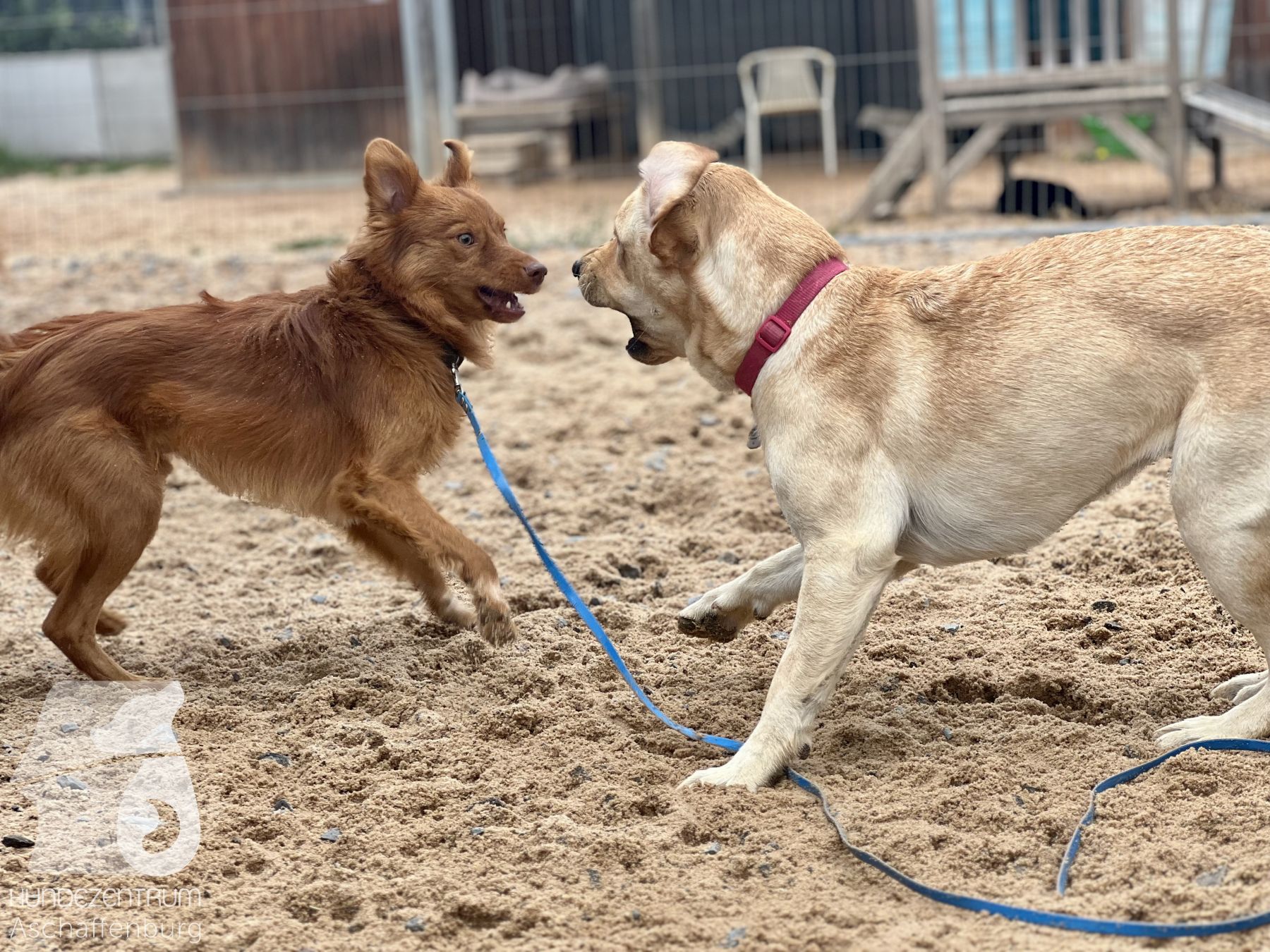 Rally-Obedience-25-07-w21-036