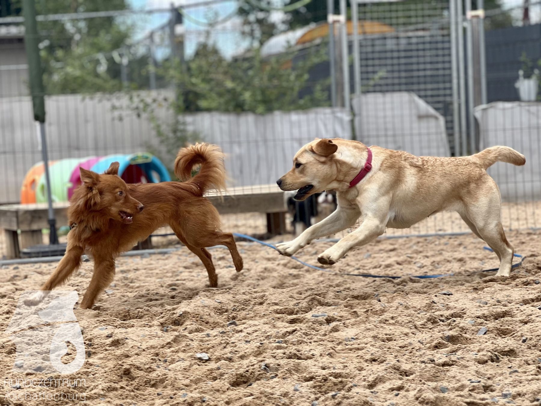 Rally-Obedience-25-07-w21-037