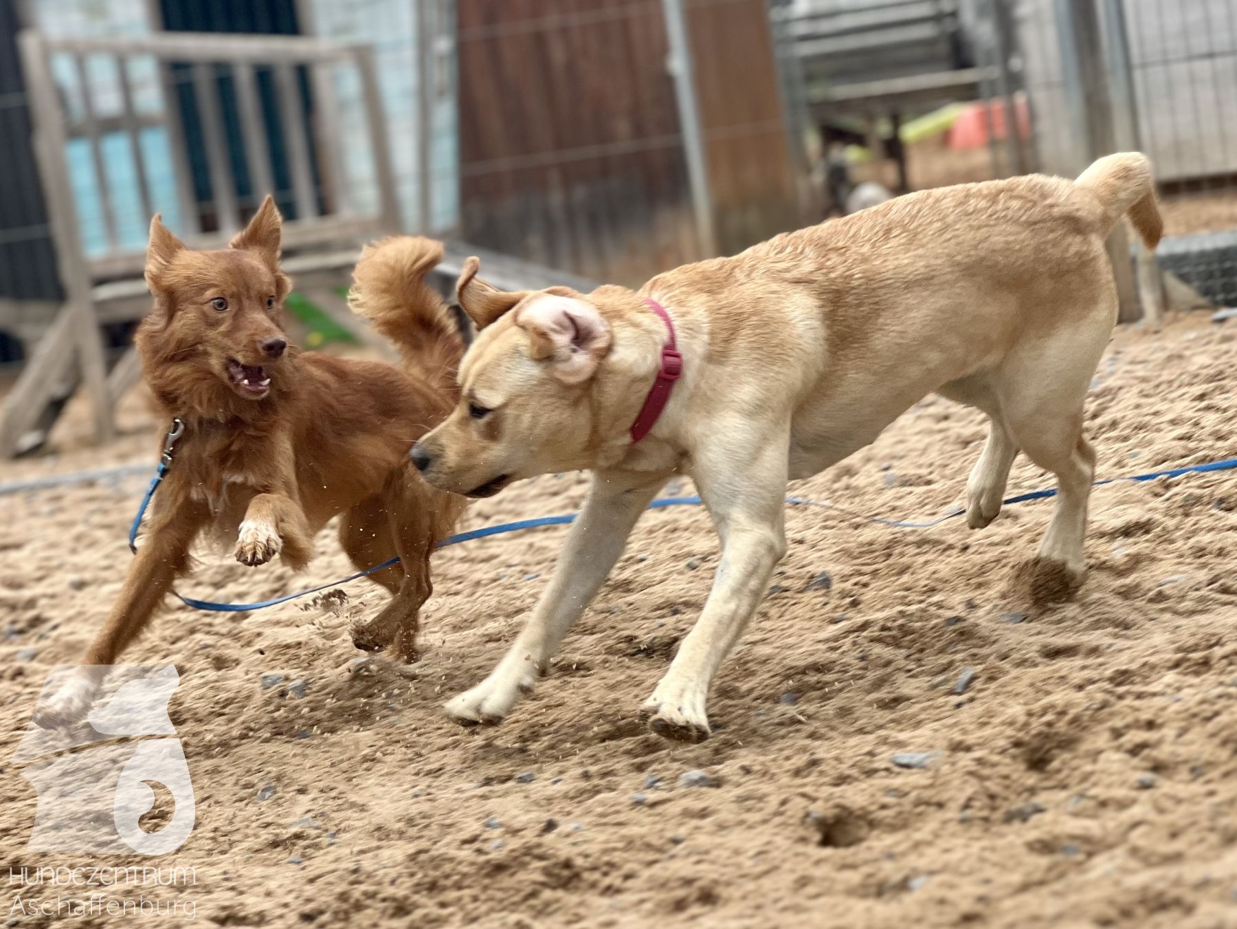 Rally-Obedience-25-07-w21-038