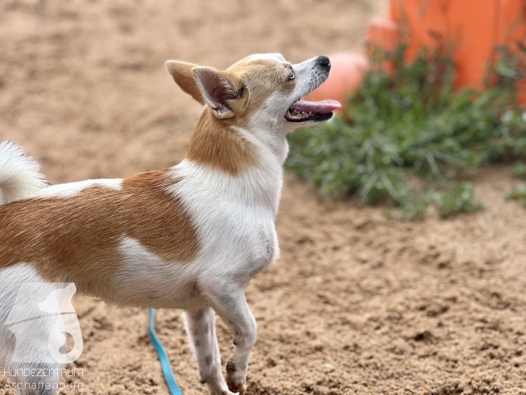 Rally-Obedience-25-07-w21-039