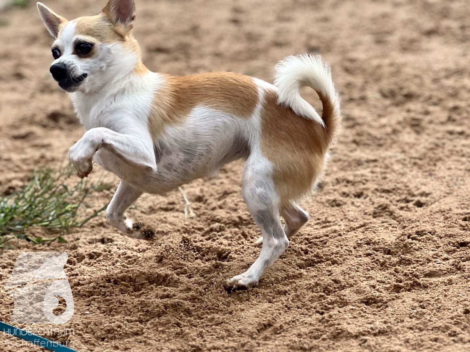 Rally-Obedience-25-07-w21-040