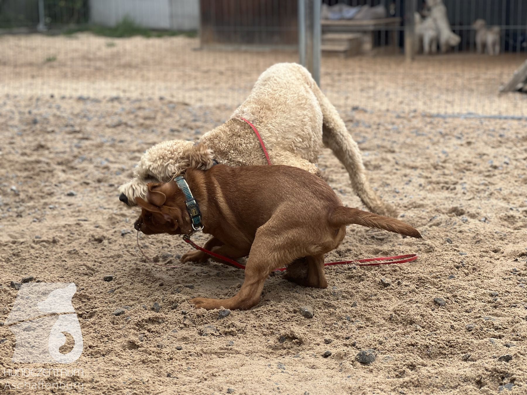 Rally-Obedience-25-07-w21-042