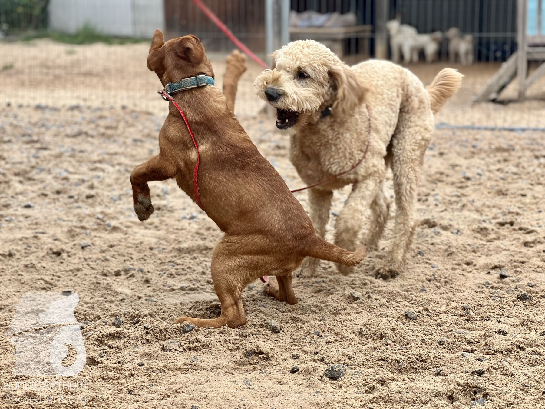 Rally-Obedience-25-07-w21-043