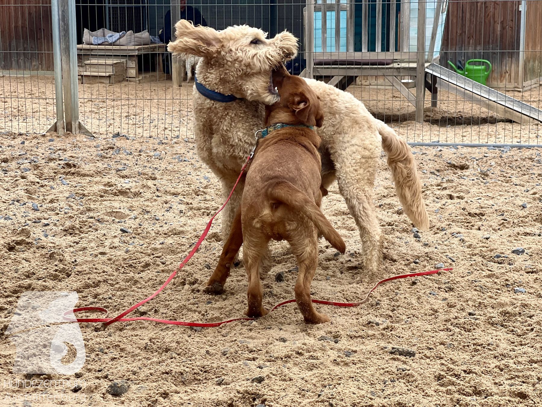 Rally-Obedience-25-07-w21-044