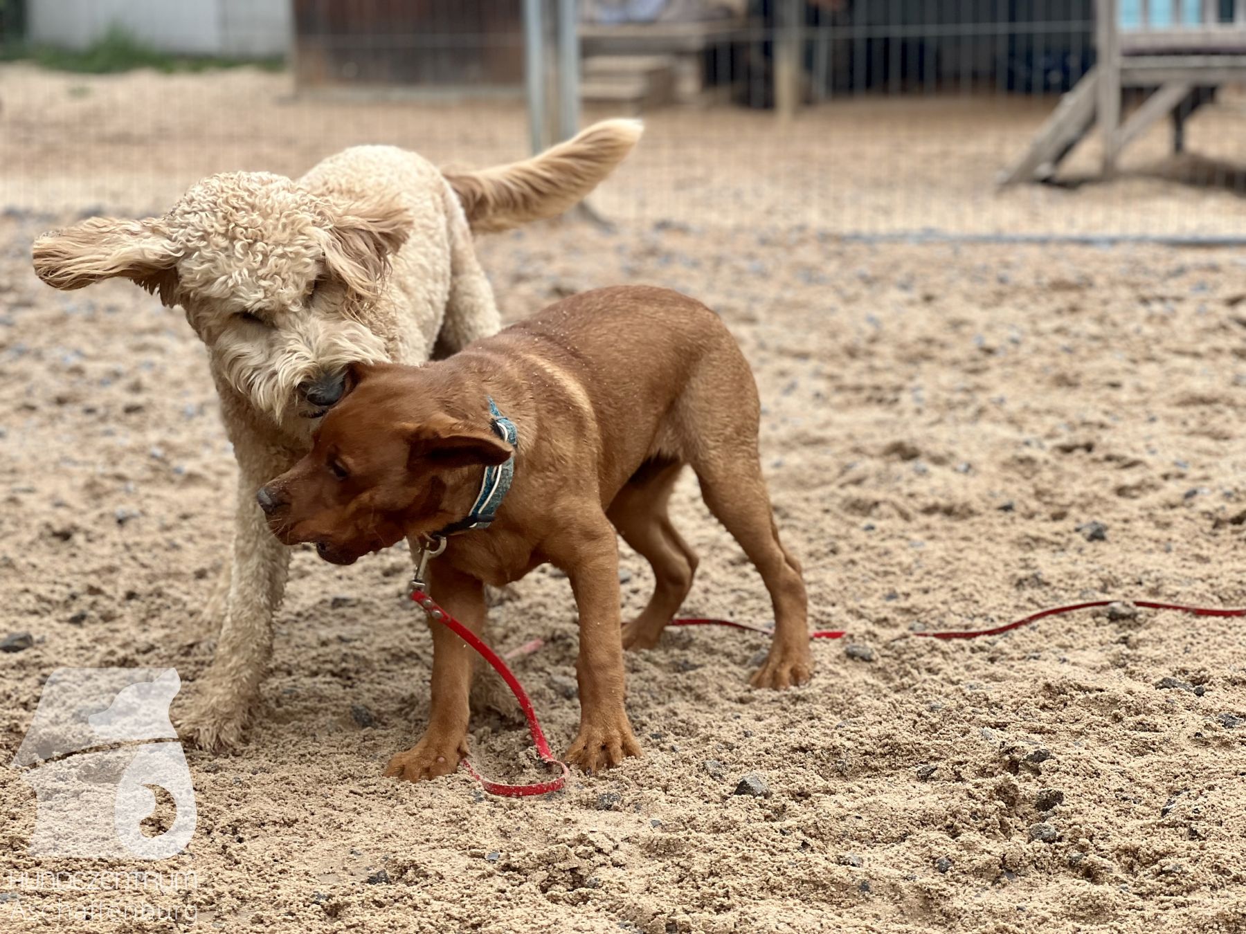 Rally-Obedience-25-07-w21-045