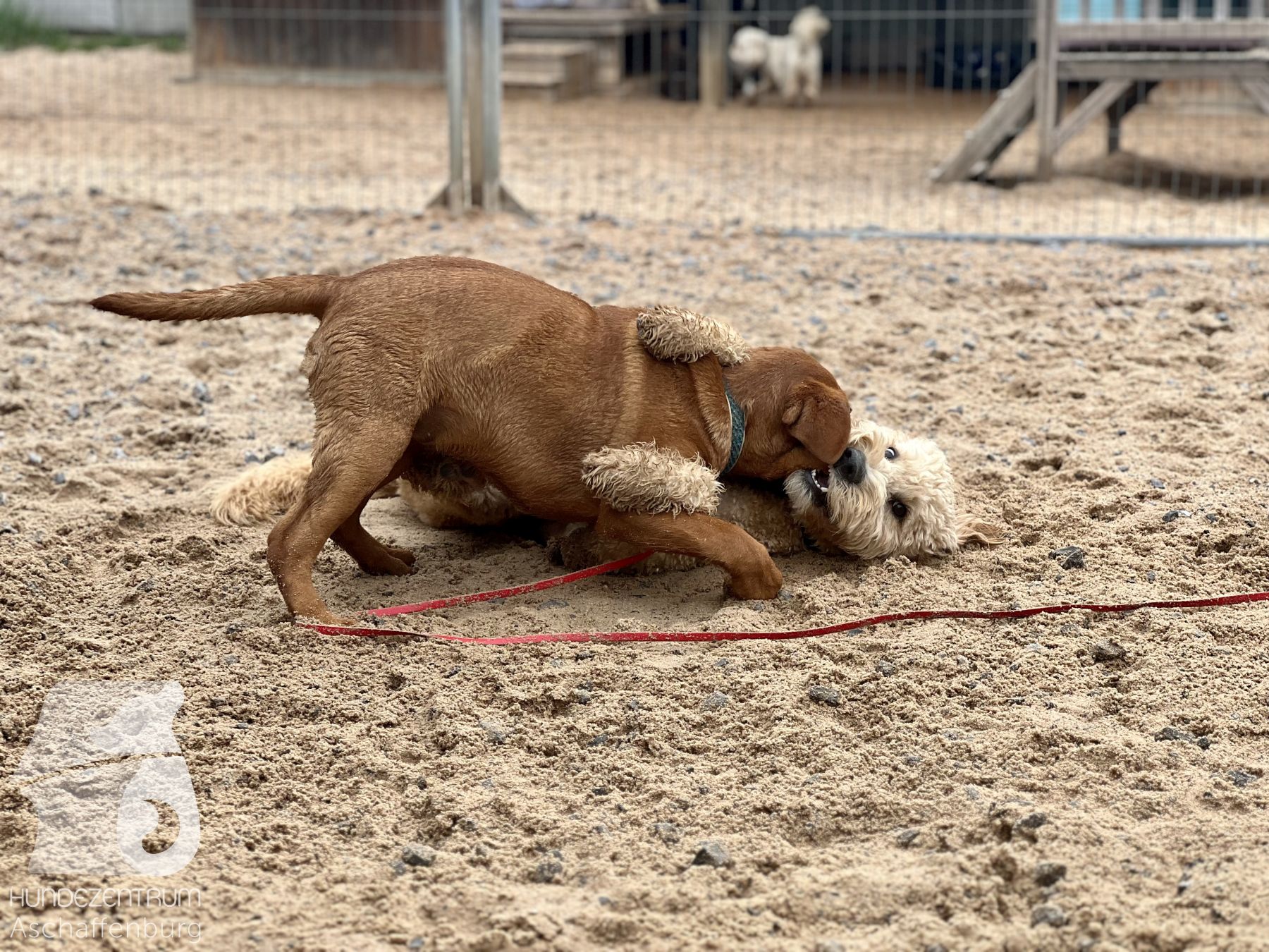 Rally-Obedience-25-07-w21-046