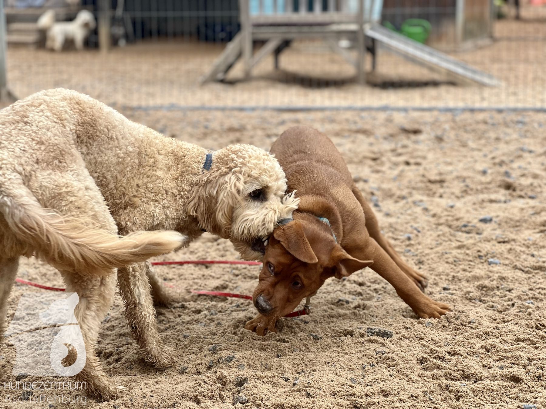 Rally-Obedience-25-07-w21-047