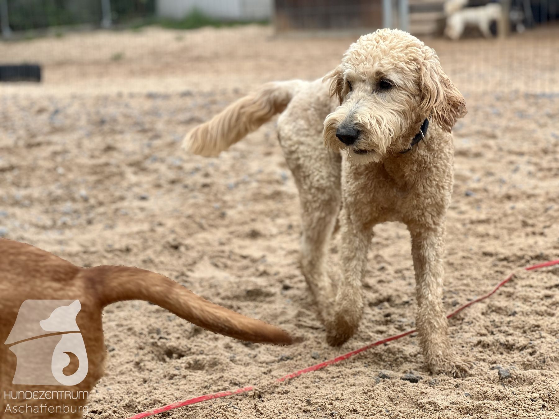 Rally-Obedience-25-07-w21-048