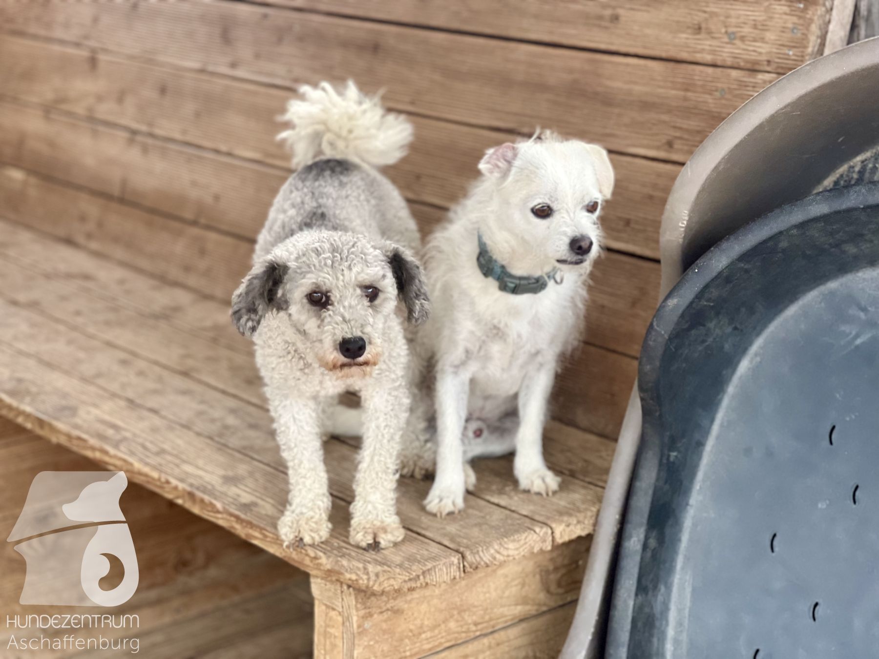 Rally-Obedience-25-07-w21-050