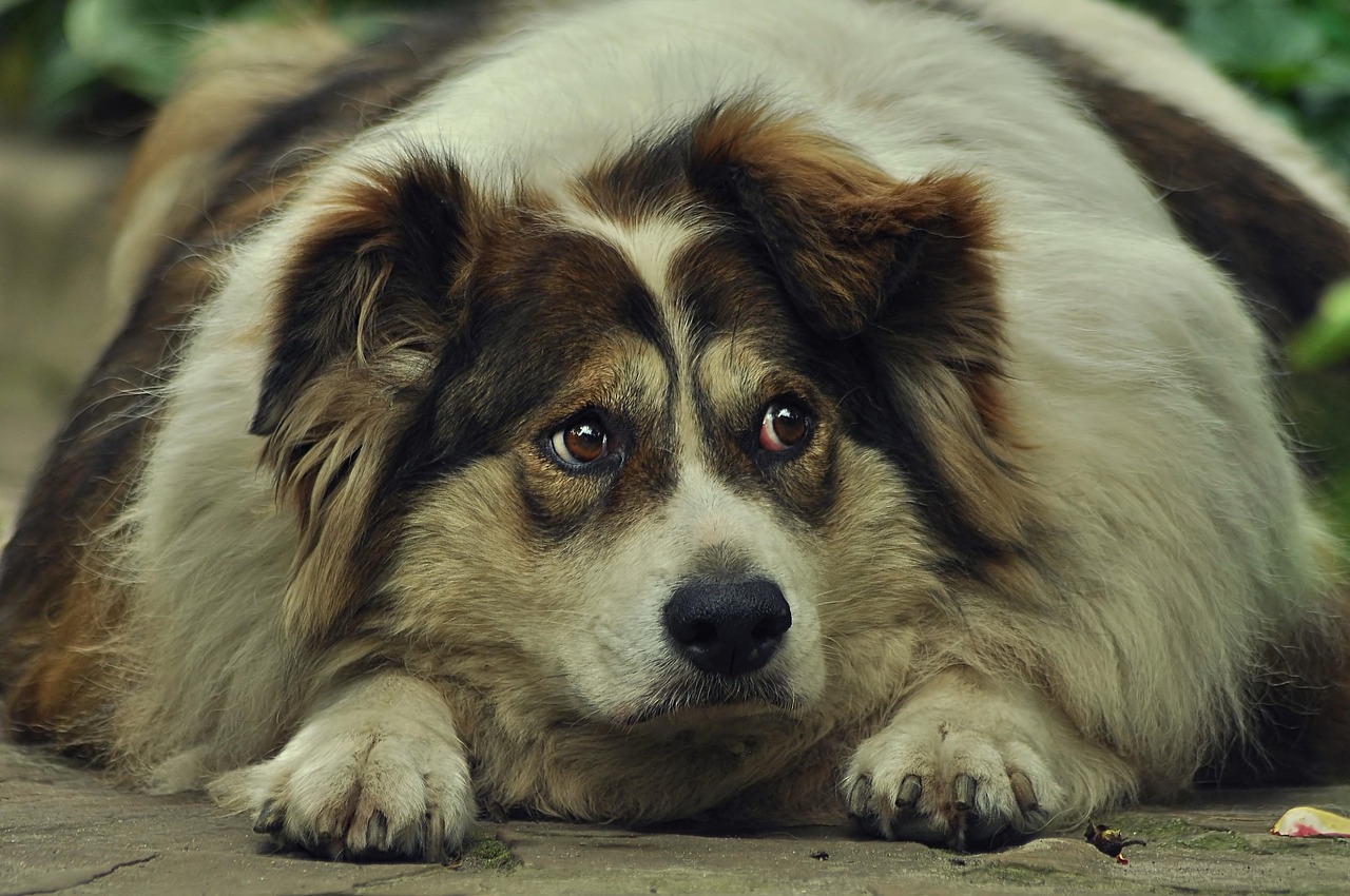 Mehr über den Artikel erfahren Übergewicht beim Hund