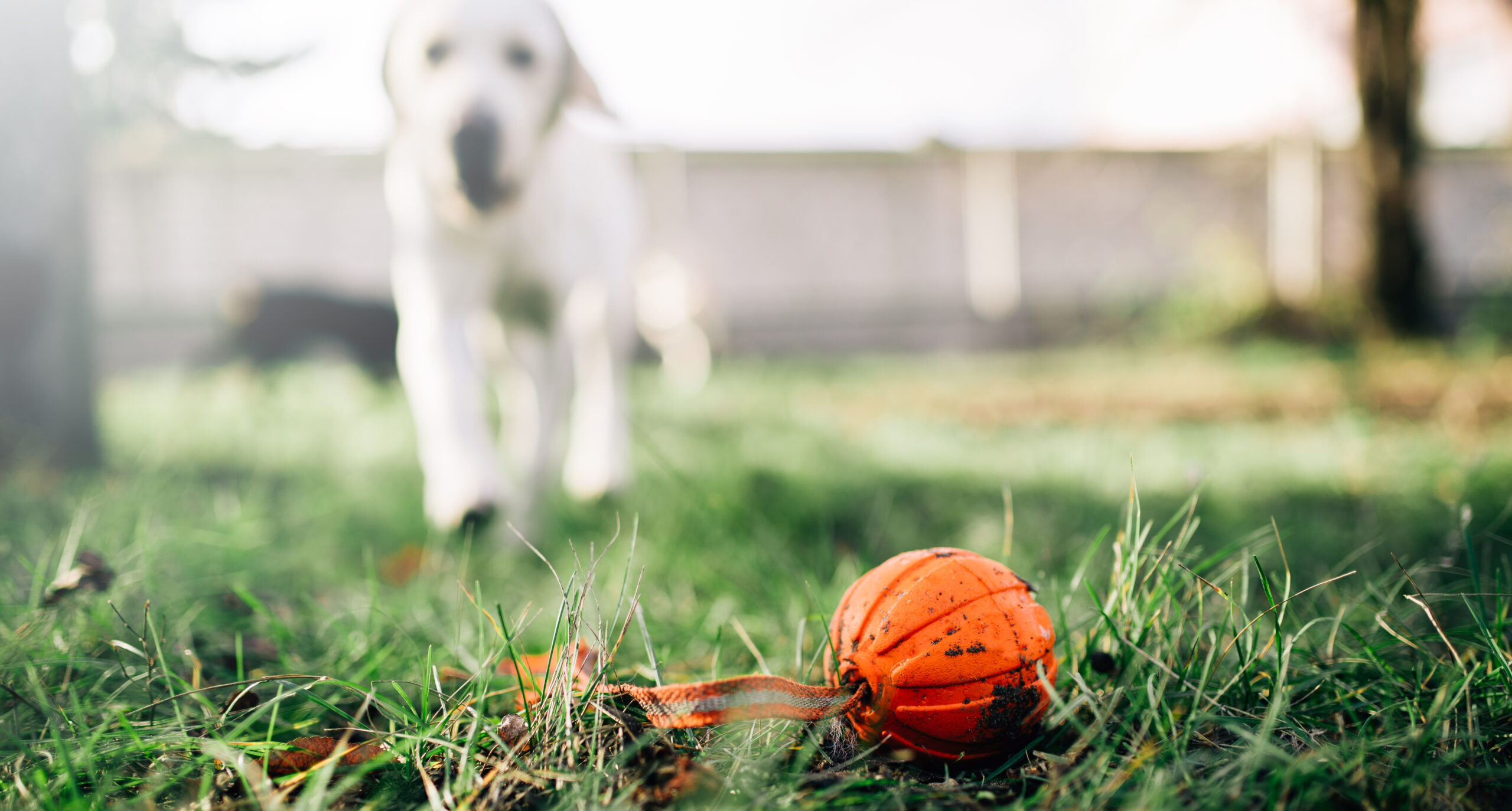 Mehr über den Artikel erfahren Balljunkie