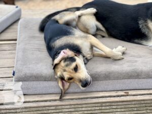 Rally-Obedience-25-08-w04-001