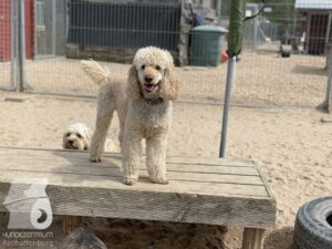 Rally-Obedience-25-08-w04-002