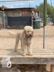 Rally-Obedience-25-08-w04-003