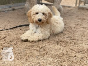 Rally-Obedience-25-08-w04-004