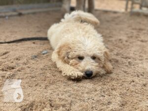 Rally-Obedience-25-08-w04-005