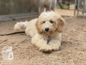 Rally-Obedience-25-08-w04-006