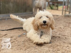 Rally-Obedience-25-08-w04-007